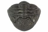Wide Enrolled Pedinopariops Trilobite #125099-1